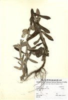 藏品(紅面番)的圖片